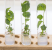 Beneficios de la biotecnología agrícola para una industria sostenible
