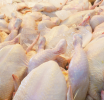 Brasil logró abrir un nuevo mercado para la exportación de pollo
