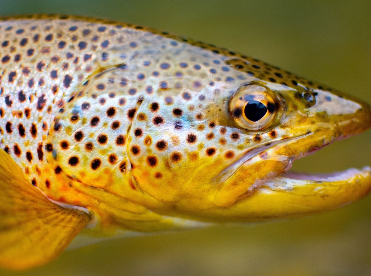 Fortalecemos la sanidad de nuestra truticultura