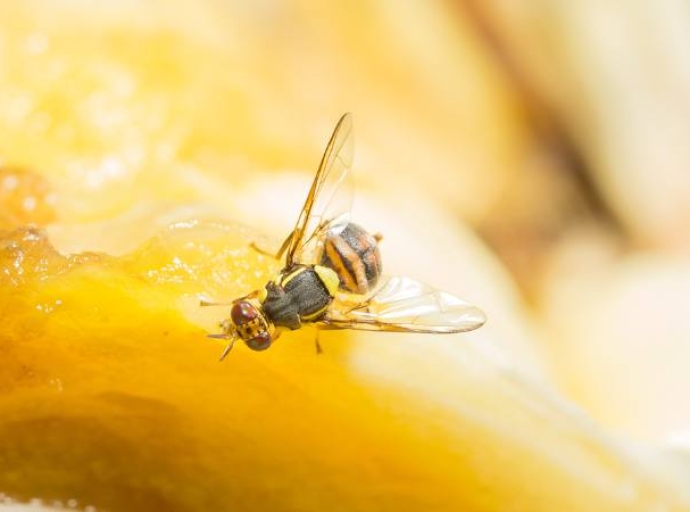 Mosca de la fruta: cómo controlar esta plaga durante los meses cálidos