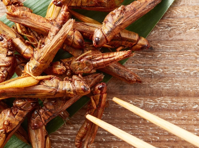 Los Nuevos Riesgos en Alimentos a Base de Proteína de Insectos