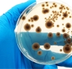 Nueva norma para la validación de métodos de identificación microbiana en alimentos