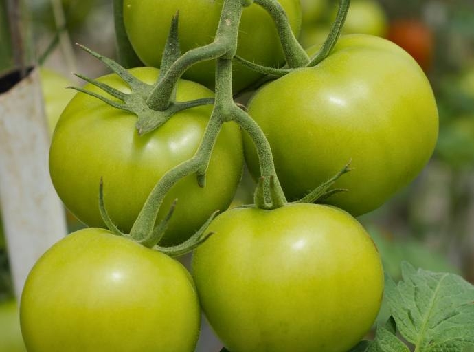Agricultura sostenible y regenerativa: el estándar para producir alimentos con bajo impacto ambiental. Entrevista con Heriberto Rodríguez de Grupo Herdez