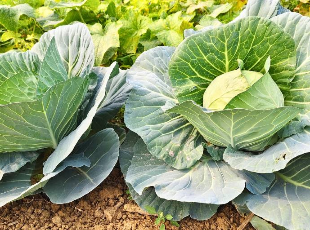 COP30: Un informe histórico concluye que las ambiciones agroalimentarias climáticas de los países se ven socavadas por la falta de financiación.